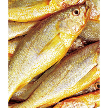 Croaker jaune cultivé